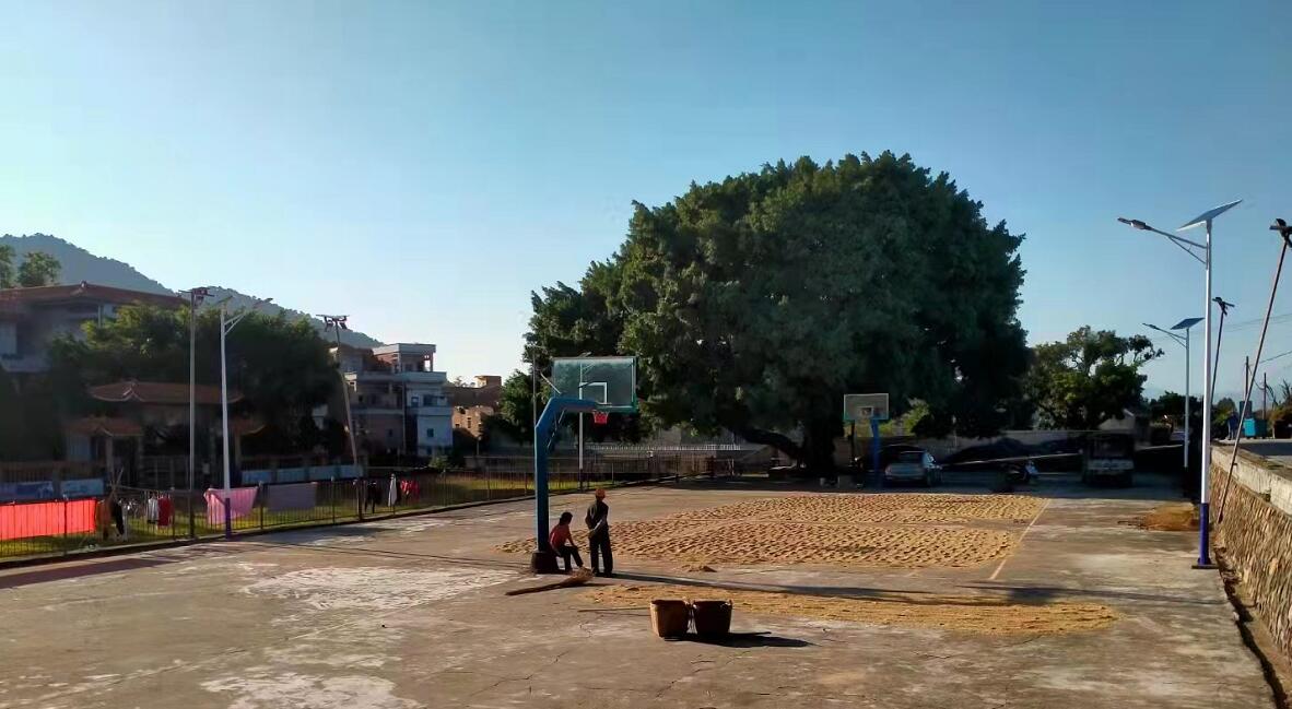 纳米线技术能将太阳能电池效率翻倍